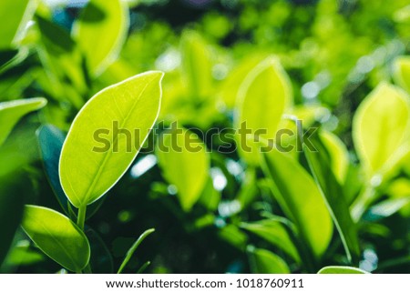 close up green leaf natural in nature, growing of foliage fresh plant spring time,  bright color picture for wallpaper or background environment with copy space