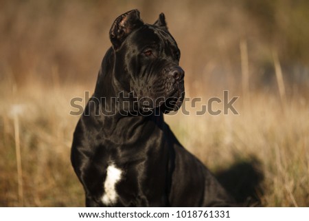 Dog Of The Breed Cane Corso Italian Mastiff Images And