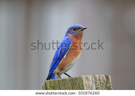 Close up of little Bluebird