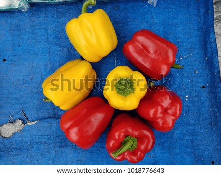 Colored bell peppers for sale on blue background