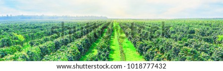Tree coffee field of outdoor place on nature background, Paksong - Champasak - LAOS