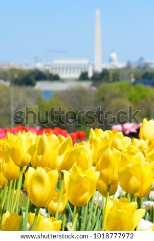 Washington DC skyline with monuments including Lincoln Memorial, Washington Monument and the Capitol in spring with tulips foreground 