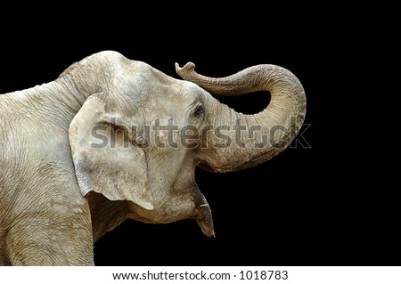 Elephant close up on black background
