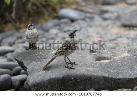 Posing mockingbird in the Galapagos Islands