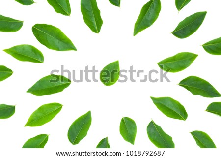 flat lay green leaf isolated on white background for creative nature backdrop