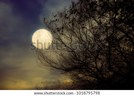 Full moon shining through the clouds and branches in autumn season  Dark tone
