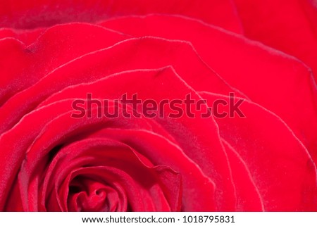Petals of red roses