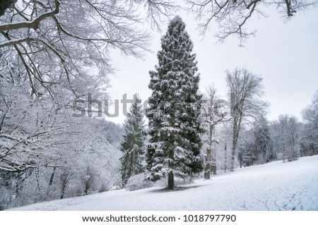 Winter Landscape with Snow