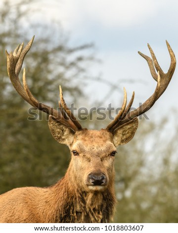Stag Deer Portrait