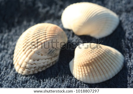 Shells on the blue towel. Beach Arrangement. Towel, Beach Towel, Animal Shell, Seashell