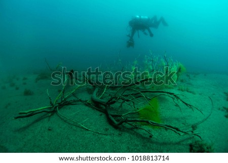 Scuba diver in fresh water lake behind sunken tree