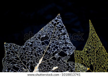 Two skeletons of leaves. One is bleached, the other is natural color