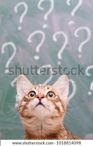 Thinking cat with questions mark above against on the school board