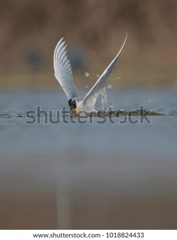 The River tern diving in the water 