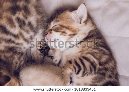 sweet Bengal kitten