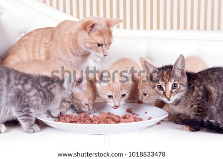 sweet cat eating