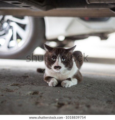 Cat hidden under the car.