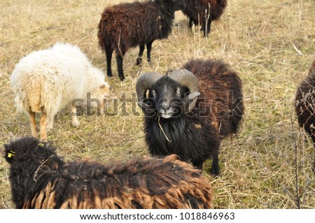 herd of black / white rams / sheeps standing on the yellow grass field