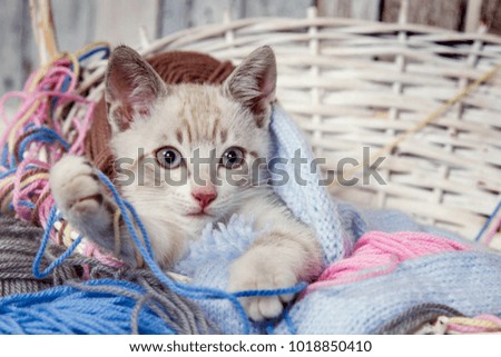 sweet Bengal kitten