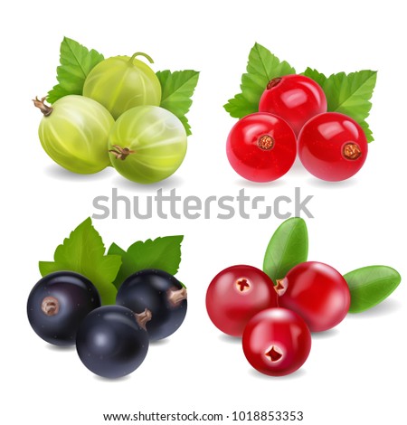 Realistic berries set with cranberry, red currants, gooseberry and black currant on white background isolated Royalty-Free Stock Photo #1018853353