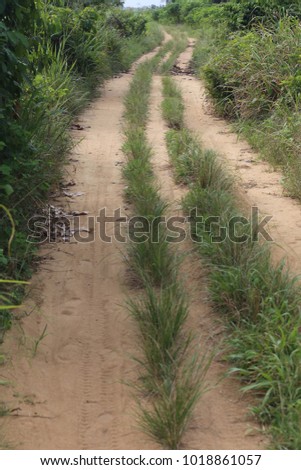 View of a rural road in the countryside of ivory coast Africa. Many green vegetation, herbs and trees on each side. Vehicle traces on the sandy ground. Abstract natural picture, symbol of direction 