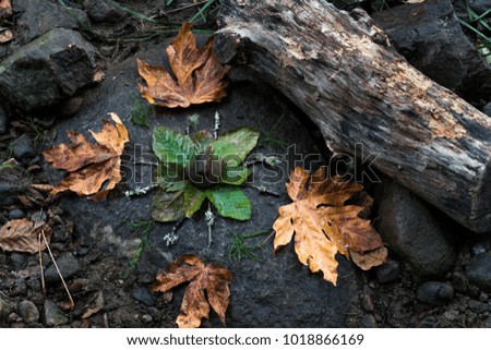 A nature design of colorful leaves and rocks.