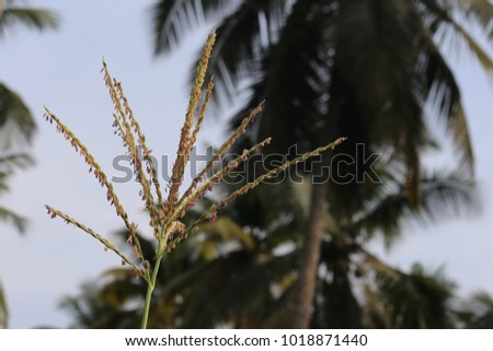 View of several groups of coconut trees in the bush. Picture taken in ivory coast. Tall palm trees with large leaves. Vertical long trunks. Only vegetal elements. Natural green color picture.  