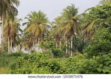 View of several groups of coconut trees in the bush. Picture taken in ivory coast. Tall palm trees with large leaves. Vertical long trunks. Only vegetal elements. Natural green color picture.  