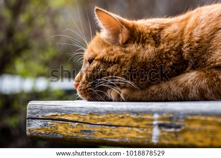 Lazy cat on wooden bench 