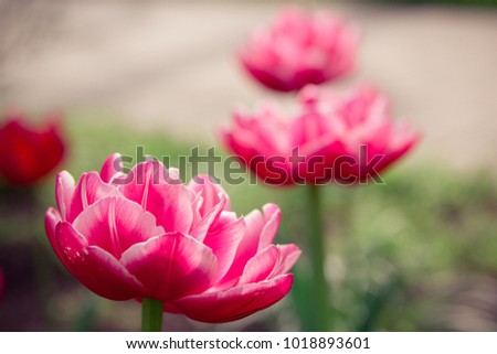 Macro pink tulips in Europe Netherlands park