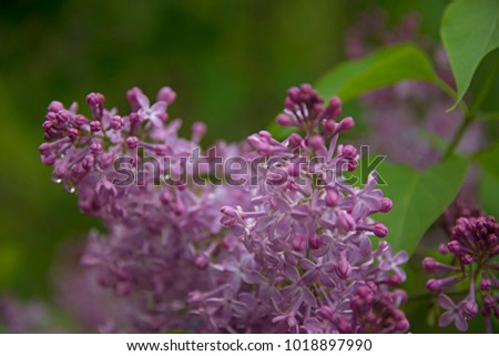 The blossoming lilac on a juicy dark green background