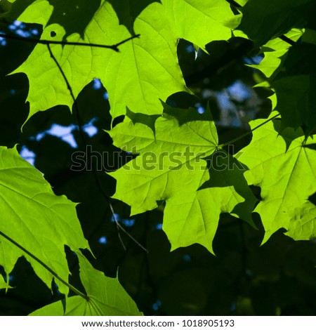 Leaves of norway maple tree backlited by sunlight, selective focus, shallow DOF.