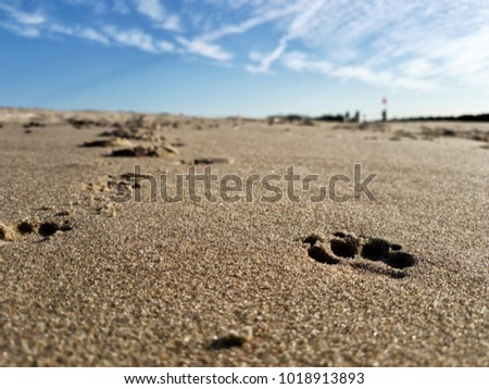 Photo of the dog's footprints on the sand of the Brighton Beach in Brooklyn, NYC, NY, USA captured on a sunny day