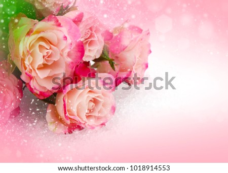Flower pink roses fo Valentines day holidays card