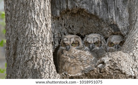 Great Horned Owls - Owlets