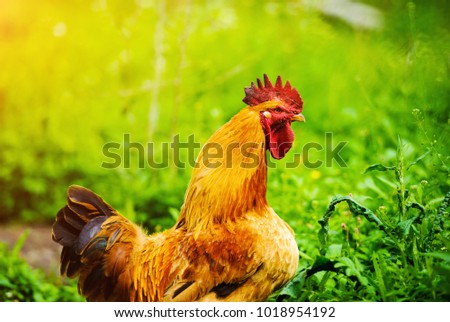 Red Rooster. Cock, rustic rural picture in sunny day.
