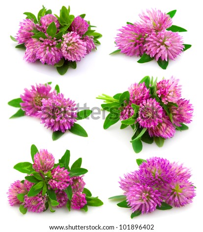 Red clover flower and leaves isolated on white background