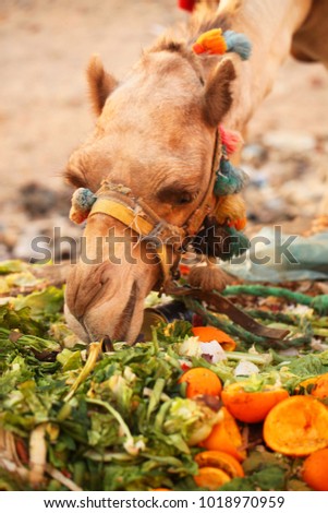 cute african camel eating green veggies and fruits in colorful harness on a sunny day - funny animal