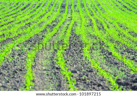 Agricultural field landscape