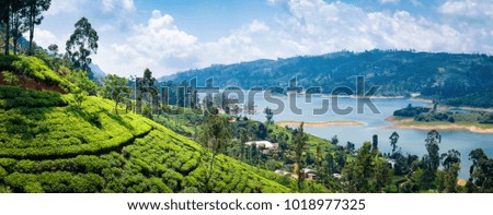 Beautiful view on tea plantation near Nuwara Eliya, Sri Lanka Royalty-Free Stock Photo #1018977325