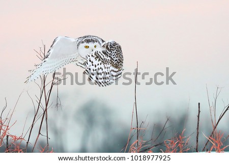 Beautiful pictures of snowy owls.