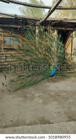 The peacock opens its great huge tail