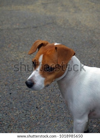 Jack Russell Chihuahua Mix, Don Vito is spunky with a huge personality.      