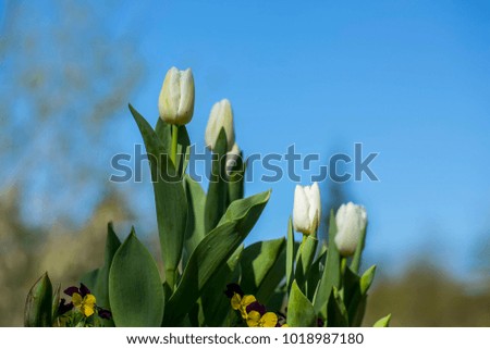 Background blue sky Tulip flower Emirgan park istanbul Turkey