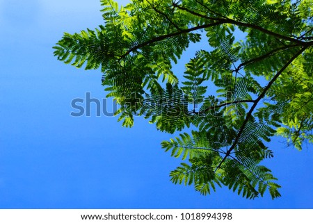 Green Leafs And Tree Branch Over The Bright Blue Sky