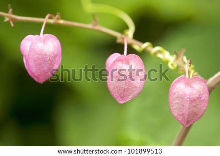 Heart shape and sweet pink color of Coral vine flower like a sign of love