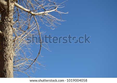 Blue sky and bare branches of a tree in winter on sunny bright natural texture outdoors background. Seasonal scenic photo frame for space wallpaper design
