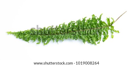 green leaves of fern isolated on white background