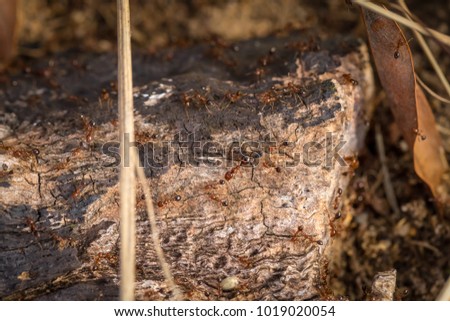 Closeup of fire ants
