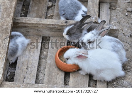 beautiful baby rabbits eating food breed in asia. a plant-eating mammal with long ears, long hind legs, and a short tail